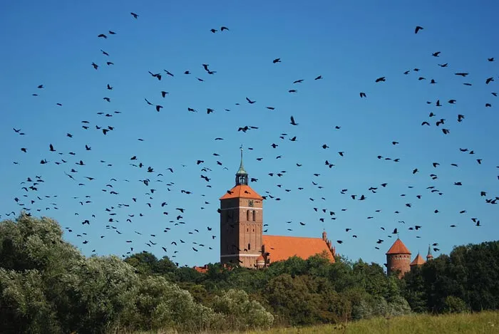 Miasto gawronów