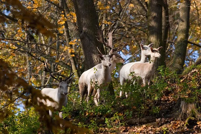 KONKURS NA NAJPIĘKNIEJSZY PARK W POLSCE