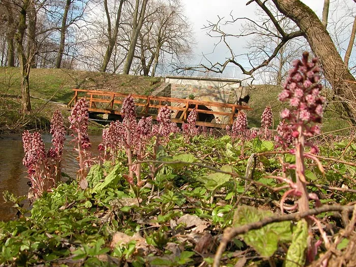 wiosenne kwiaty nad rzeką Sajna - ulica Rataja